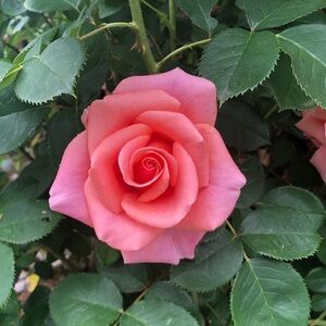 Meet your Posher, Phoenix’s Lot!